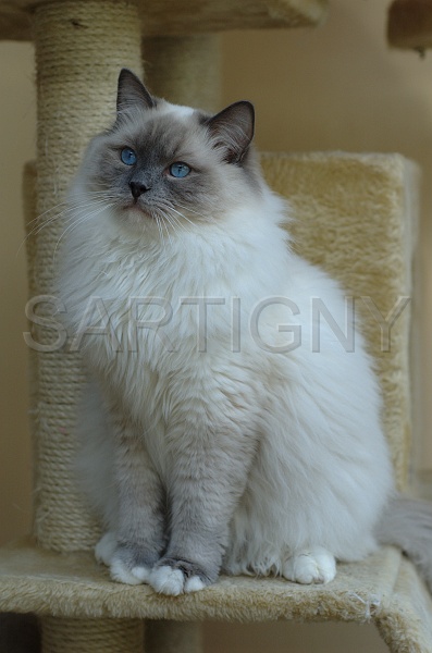 RAGDOLLS 012.jpg